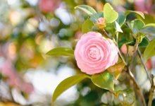 flower, flower background, camellia, flower wallpaper, bloom, blossom, nature, japan, beautiful flowers, landscape, pink, spring, maiden camellia