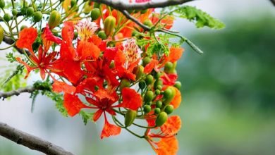 Close-up of vibrant red and orange flowers in full bloom among green foliage, representing spring beauty.