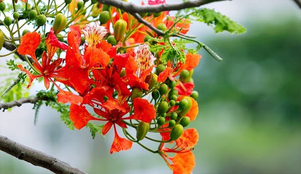 Close-up of vibrant red and orange flowers in full bloom among green foliage, representing spring beauty.