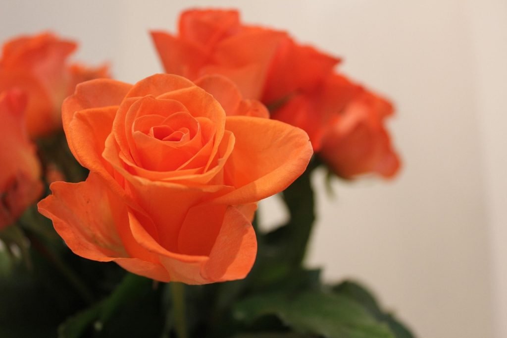 rose, flower, flower wallpaper, flower background, nature, beautiful flowers, rose flower, bouquet, roza
