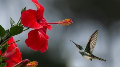 A hummingbird hovers gracefully near a blooming red hibiscus, showcasing nature's delicate beauty.