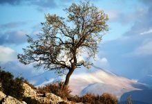 A single tree stands resilient against the backdrop of snow-capped mountains in Elmalı, Turkey.