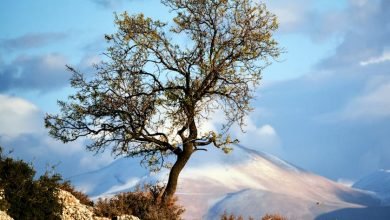 A single tree stands resilient against the backdrop of snow-capped mountains in Elmalı, Turkey.