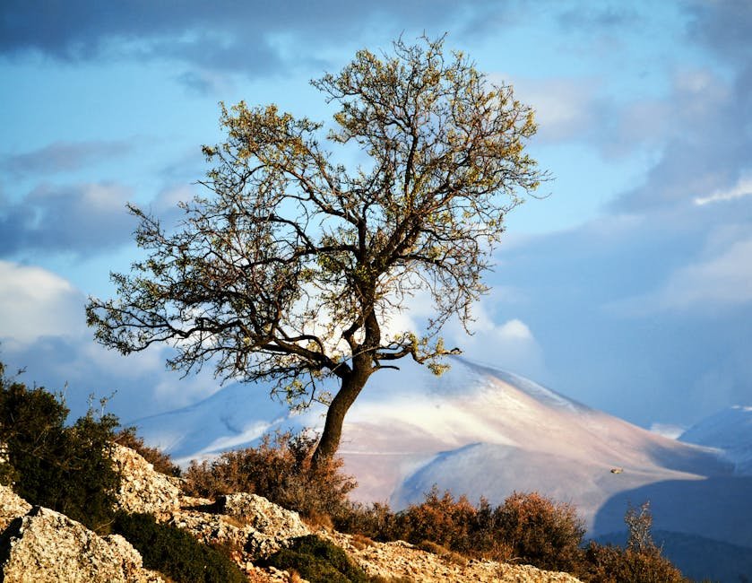 A single tree stands resilient against the backdrop of snow-capped mountains in Elmalı, Turkey.